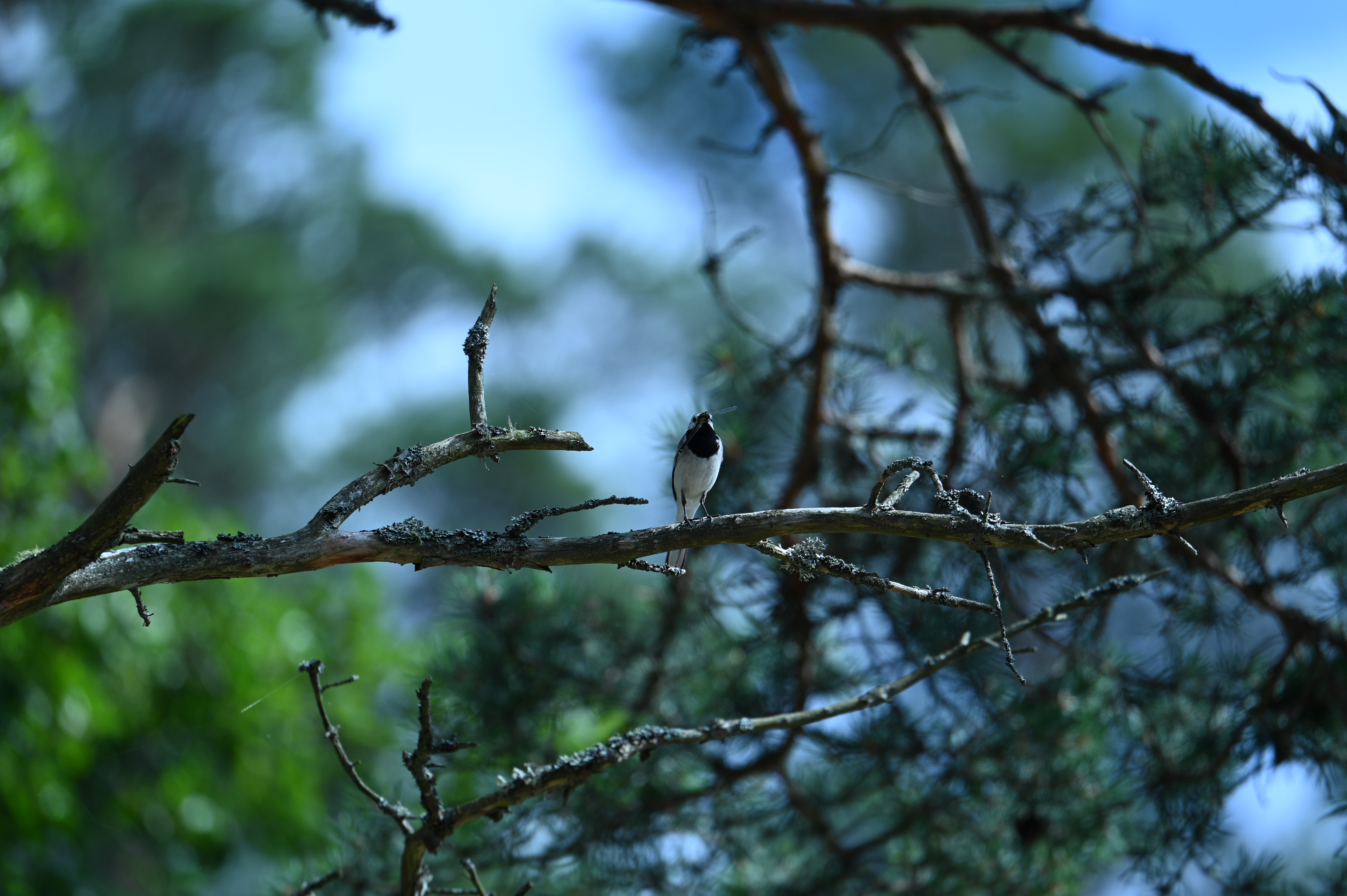 2025/07/09-14 - trip/DSC_0456.JPG